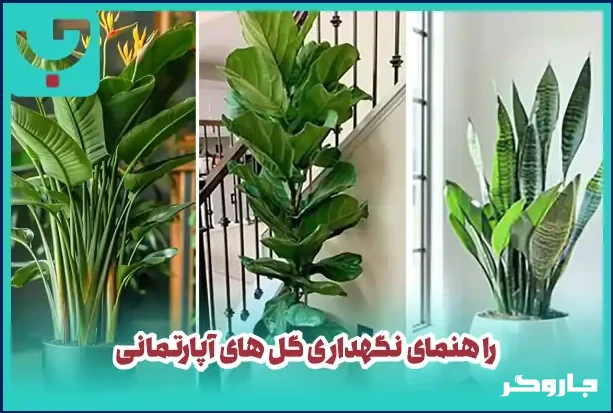 گیاهان آپارتمانی