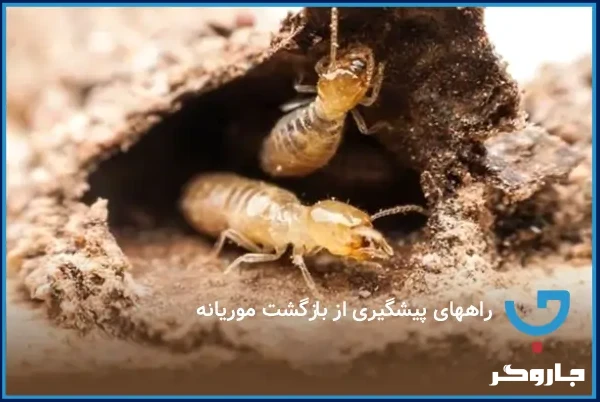 راه‌های پیشگیری از بازگشت موریانه