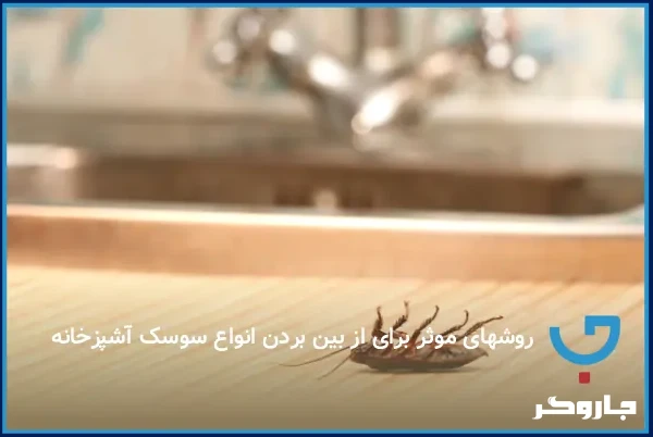 روش از بین بردن سوسک‌ بزرگ آشپزخانه با ترفندهای ساده