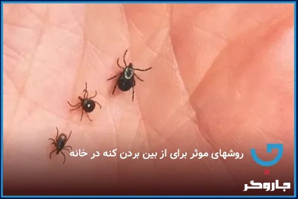 روش‌های موثر برای از بین بردن کنه در خانه