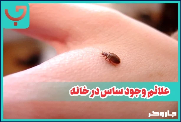 علائم وجود ساس در خانه