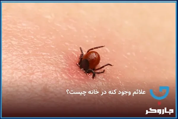 علائم وجود کنه در خانه چیست؟