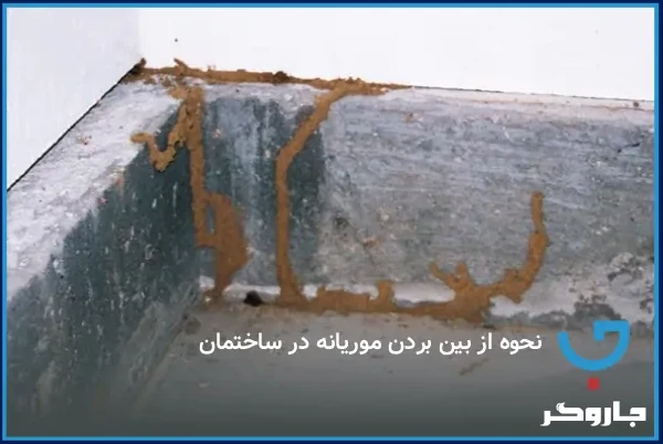 نحوه از بین بردن موریانه در ساختمان
